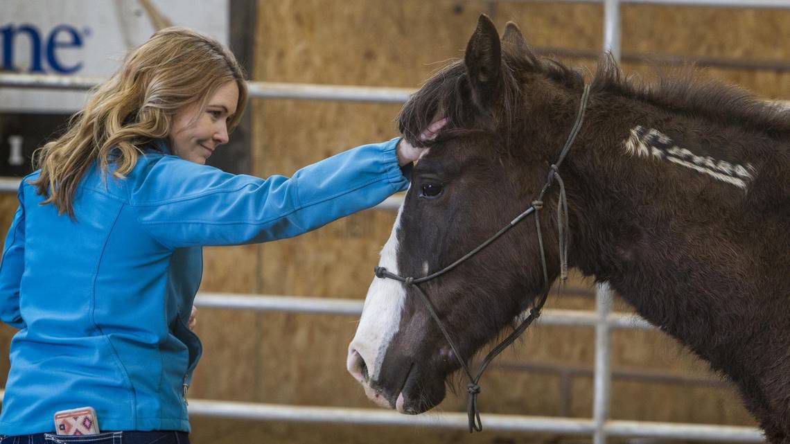 An adopted wild mustang
